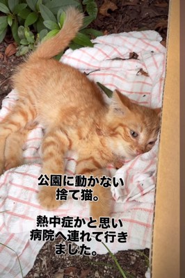 公園に横たわる子猫