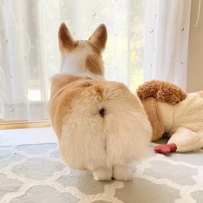 おしり