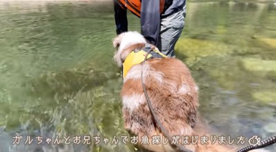 川の中に入るオーストラリアンシェパードと男の子