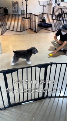 飼い主さんに気づかないジジちゃん