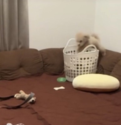 カゴに入ろうとする犬
