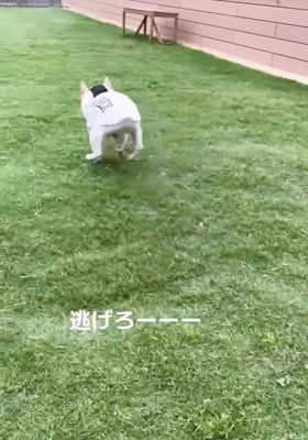 「逃げろ～！」