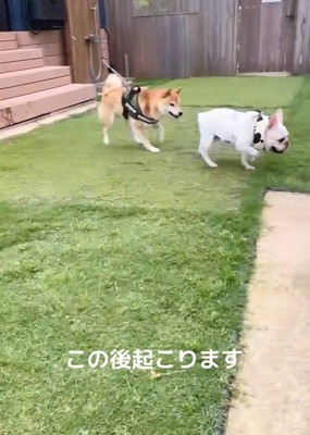 他のワンコが寄ってきて…