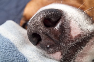 犬の鼻のアップ