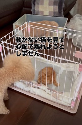 子猫を心配する犬