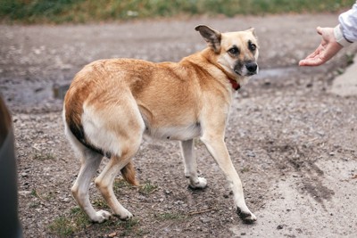 手をのばす、怯える犬