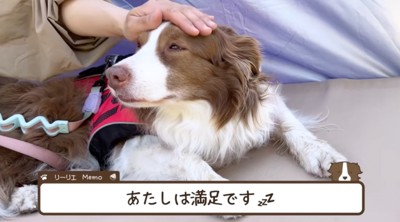 女性と一緒にシートの上に寝転がるボーダーコリー