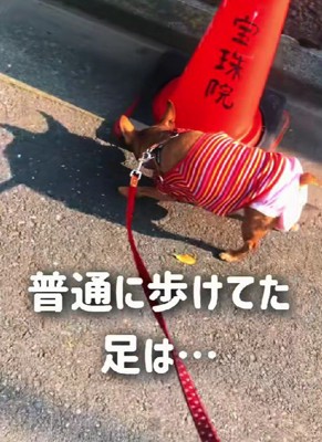 出会ったときは11歳