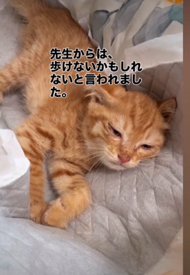 治療を受ける子猫