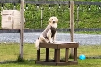 ドッグランでも独特…笑