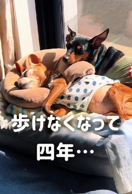老犬のユリアちゃん