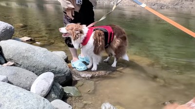 川の石の上に立つボーダーコリー