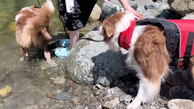 川に近づいて行くボーダーコリー