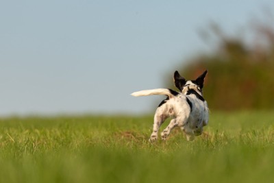 犬の後ろ姿、白黒