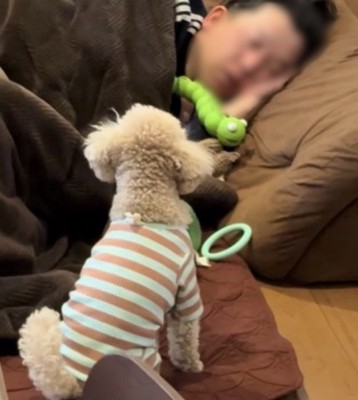 お座りする犬と寝る人