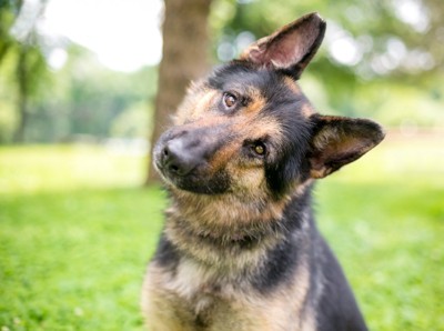 首を傾げる犬