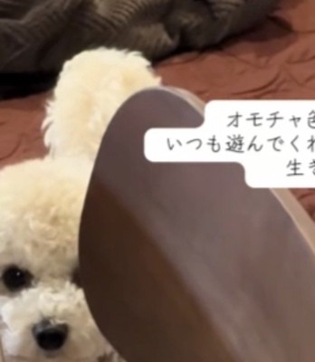 心配そうな犬
