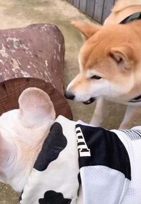 吠えられてしまいました！