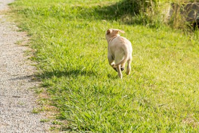 走る犬の後ろ姿
