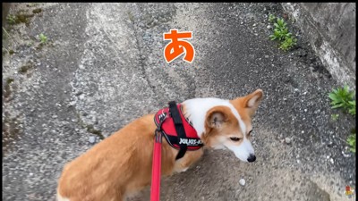 「あれっ？お姉ちゃんが来ない…」