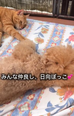 日向ぼっこする猫と犬