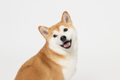 振り返る柴犬
