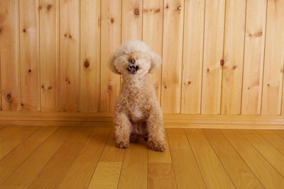くしゃみをしそうなトイプードル