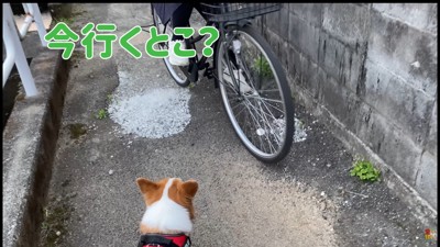 お散歩中にお姉ちゃんに遭遇