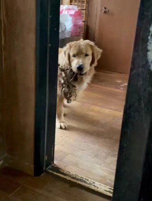 「こんなに素敵なのに…？」