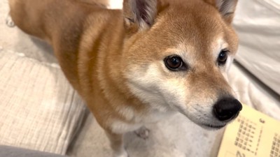 責めるようなお目目