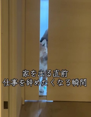 つくねちゃんが登場