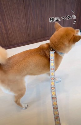 前方を見遣る柴犬