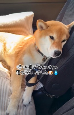 落ち込む柴犬