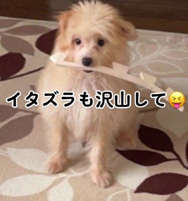 いたずらをしたり…