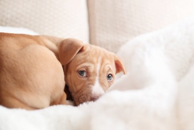 不安そうな子犬