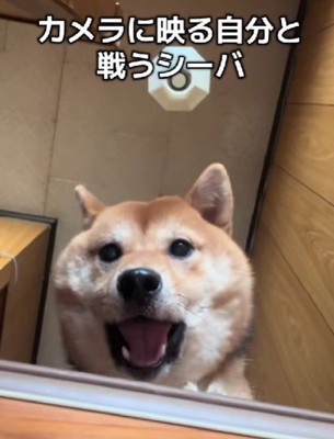 画面の中の自分と格闘！？