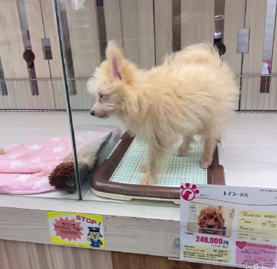 売れ残って1万円に…