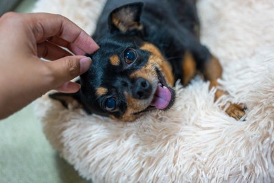笑う犬