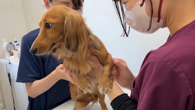 母犬・ぴのちゃんもお利口さん