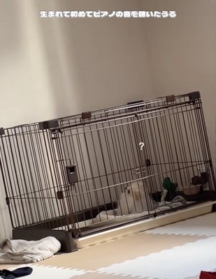 必死で首をかしげてます