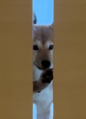 前足でカリカリしてアピール