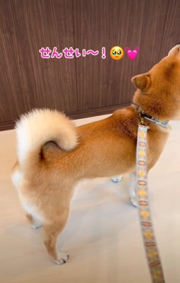 吠える柴犬
