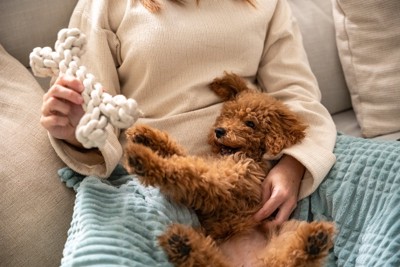 膝の上で遊ぶ子犬