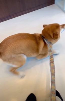跳ねながら前進する柴犬