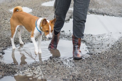 水たまりを歩く犬