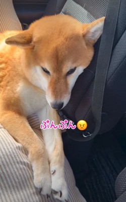 拗ねる柴犬