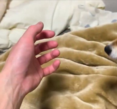 手