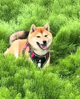 自然を満喫するつくねちゃん