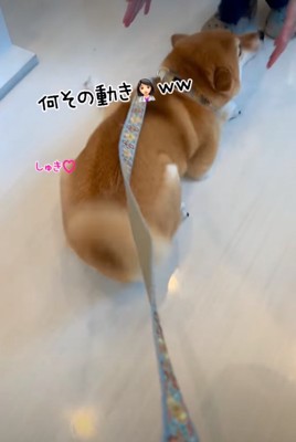 跳ねながら前進する柴犬3