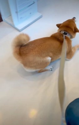 跳ねながら前進する柴犬2